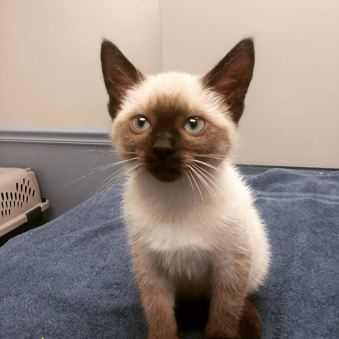 Siamese Cats For Sale Near Me SiameseKittens For Sale Near Me